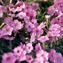 Phlox subulata rosea